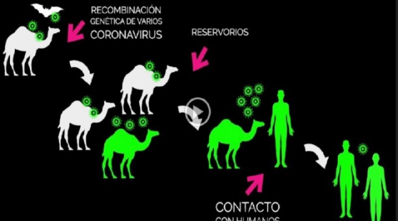 Los murciélagos y su rol en el surgimiento de nuevas enfermedades virales