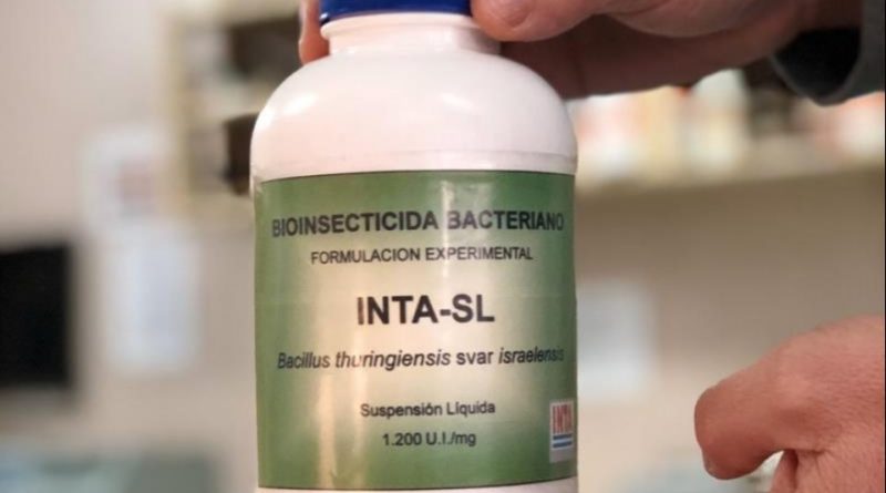 El INTA desarrolló un larvicida sin químicos para combatir el mosquito del dengue