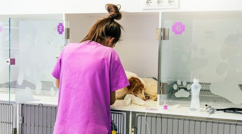 Científicos argentino buscan la presencia de coronavirus en perros, gatos, hurones y camélidos