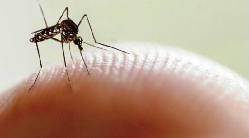 El otro frente que no hay que descuidar: los casos de dengue en Argentina ascienden a 54.870