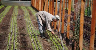 Banco para Abastecimiento de Insumos Agropecuarios: una propuesta para fortalecer las producciones bonaerenses