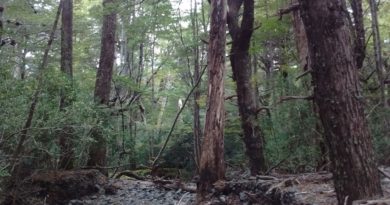 El Ministerio de Ambiente en alerta: en 20 años se perdieron 6,5 millones de hectáreas de bosque nativo