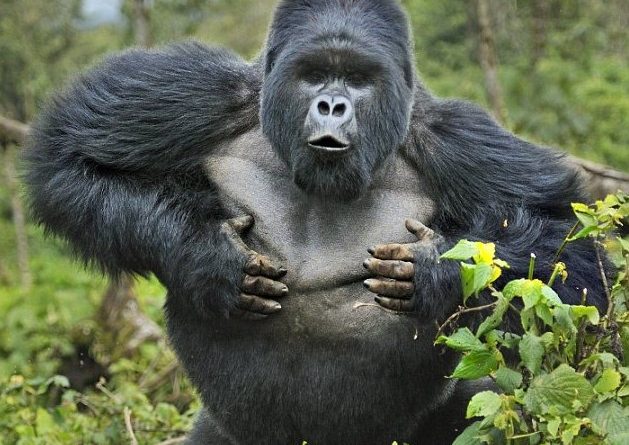 Que intervenga «la protectora», los gorilas están atemorizados
