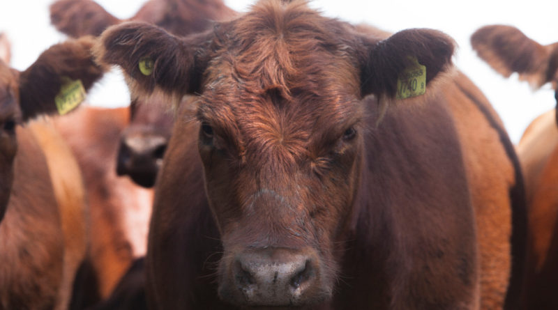Comienza la segunda campaña de vacunación contra la fiebre aftosa de 2020