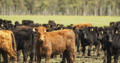 Continúa la campaña de prevención de enfermedades en bovinos