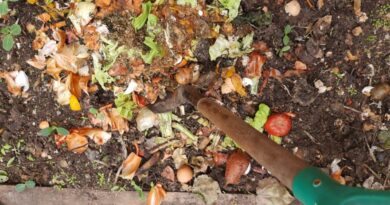 Conciencia verde: Un municipio bonaerense fue premiado internacionalmente