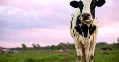 Una vaca por una vacuna: los incentivos en distintos países contra el coronavirus