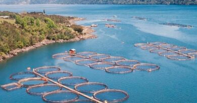 Argentina se convirtió en el primer país del mundo en prohibir la cría de salmones
