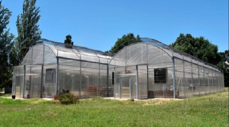 En Pergamino avanza el proyecto para la producción de Cannabis medicinal