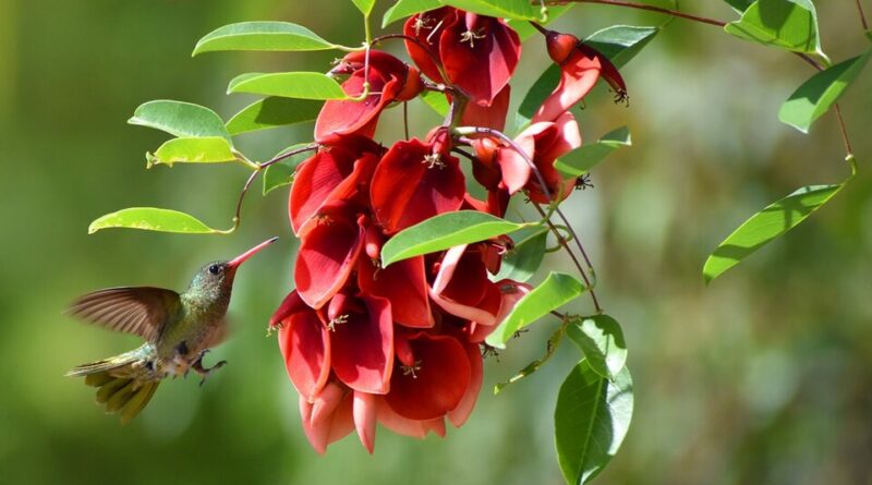 Día de la Flor Nacional: El ceibo