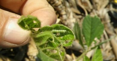 Mejora el cultivo de soja en la provincia