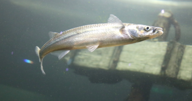 Comienza la veda de la pesca del pejerrey