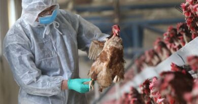 Gripe aviar: más casos en Córdoba y Salta suman preocupación