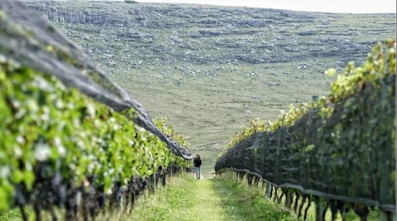Insólito: Un vino de Balcarce entre los mejores del mundo