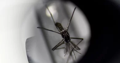 Histórico brote de dengue: 44 muertos y aumento en el número de casos