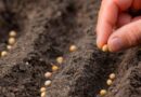 Nuevas restricciones para el uso de semillas incrementan la tensión con el sector agrícola